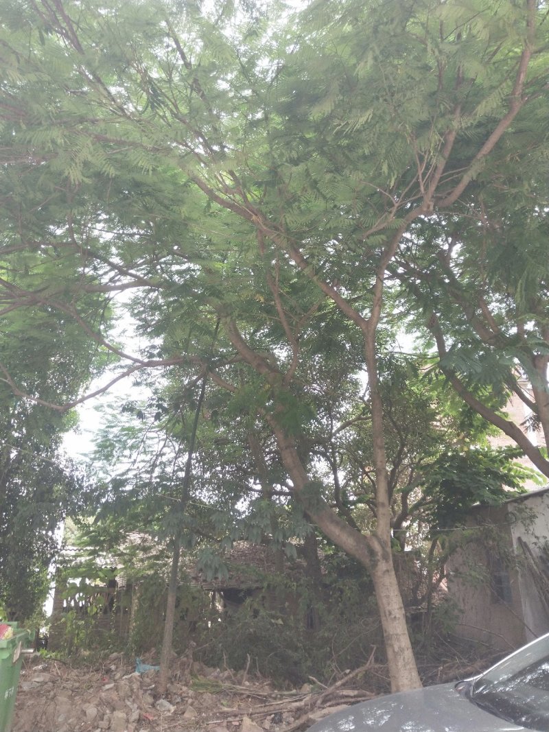 凤凰木地苗，精品移植袋苗