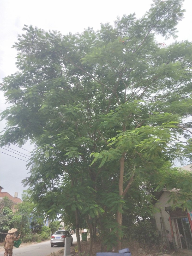 凤凰木地苗，精品移植袋苗