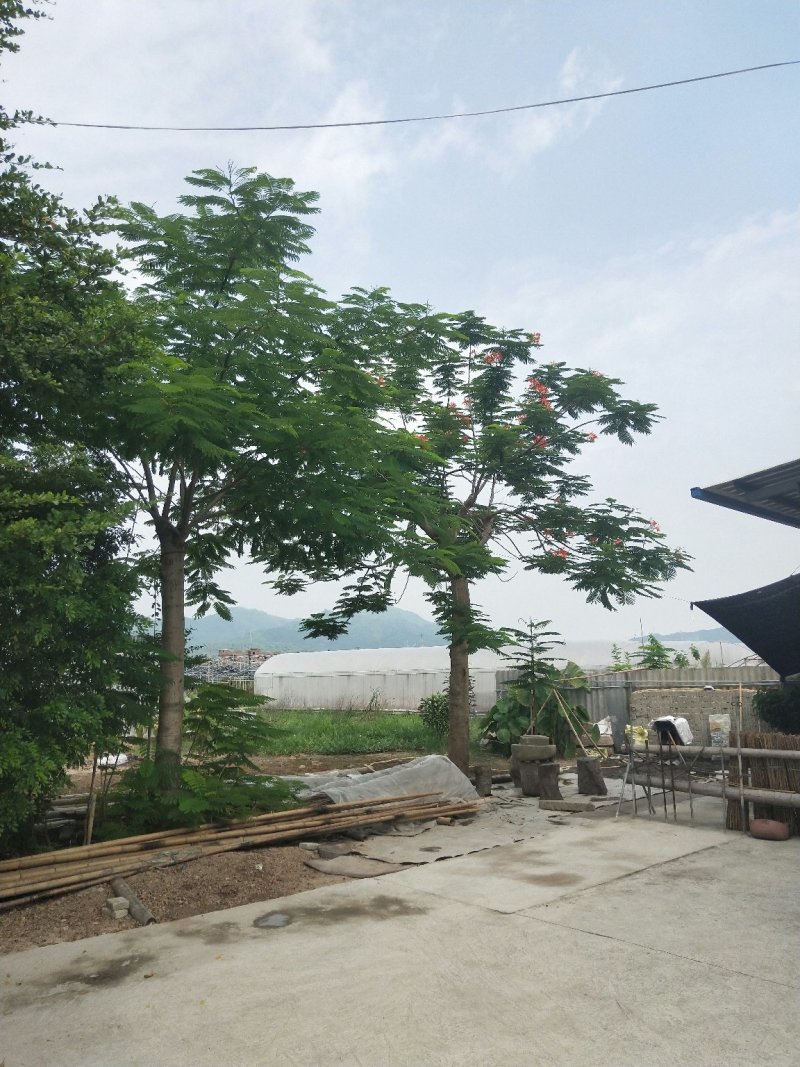 凤凰木地苗，精品移植袋苗