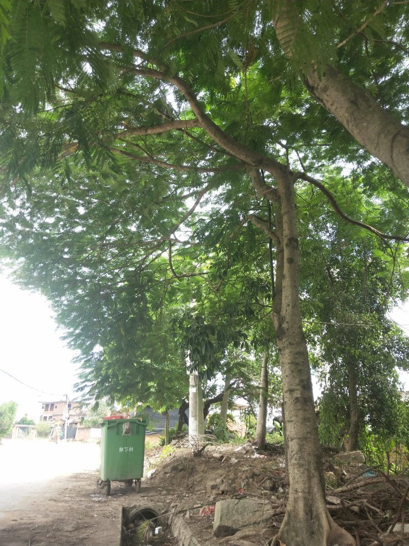 凤凰木地苗，精品移植袋苗