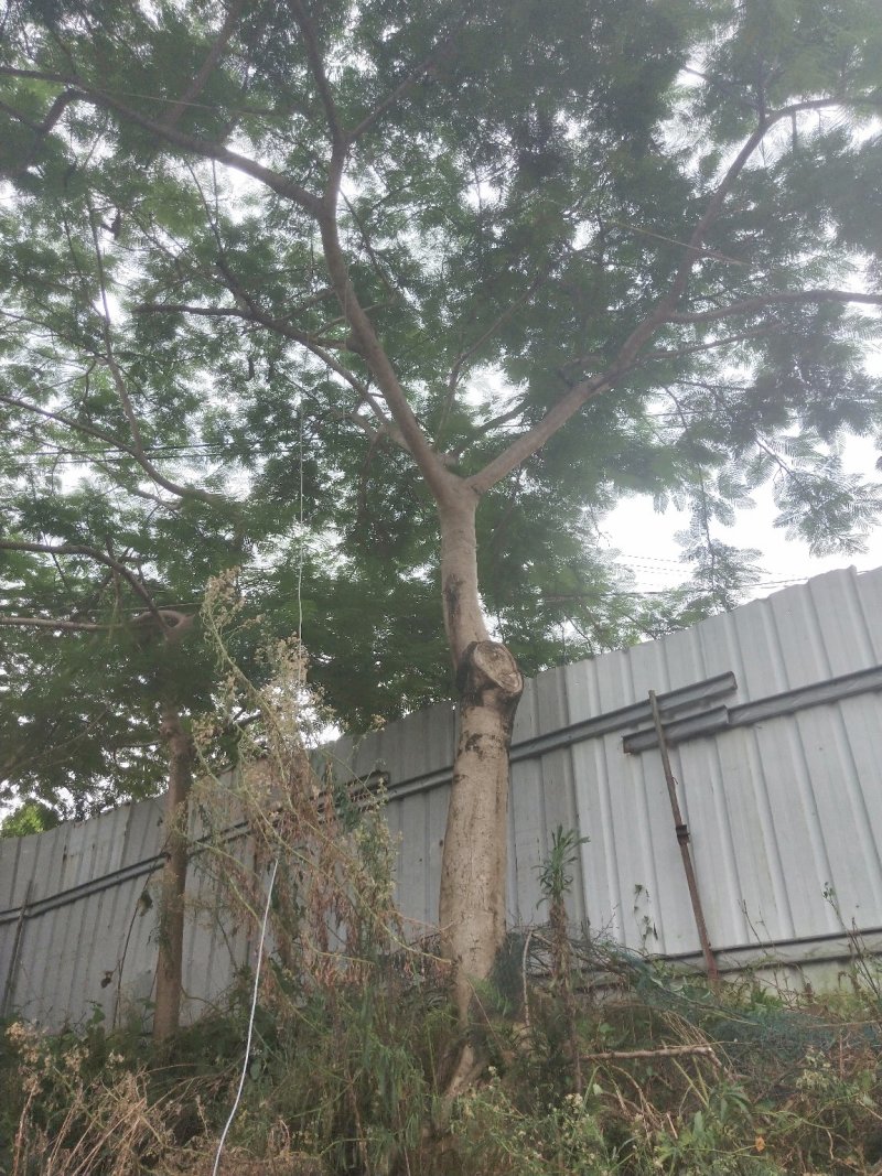 凤凰木地苗，精品移植袋苗