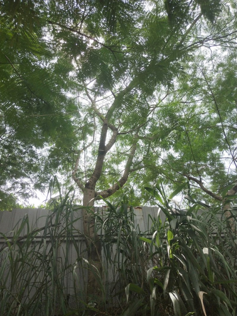 凤凰木地苗，精品移植袋苗