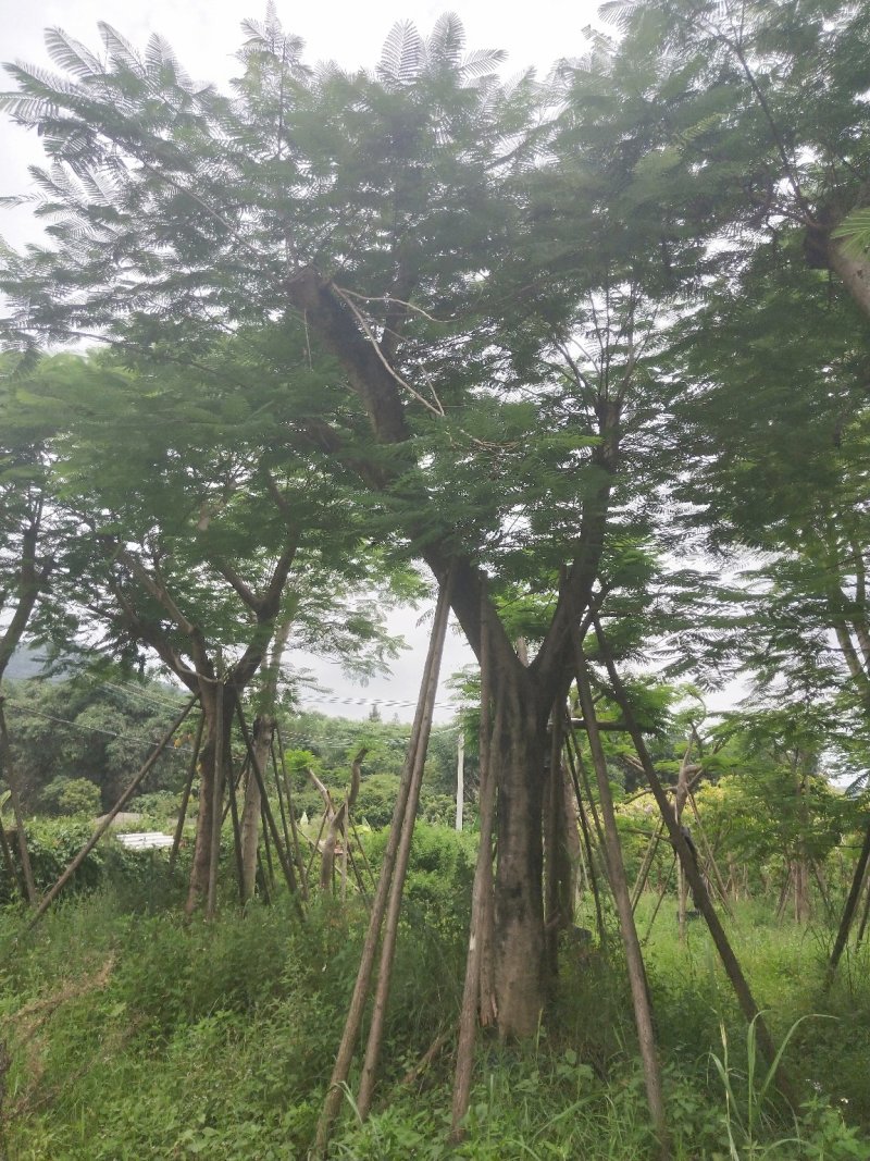 凤凰木地苗，精品移植袋苗