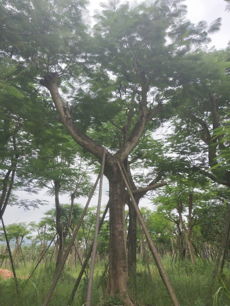 凤凰木地苗，精品移植袋苗