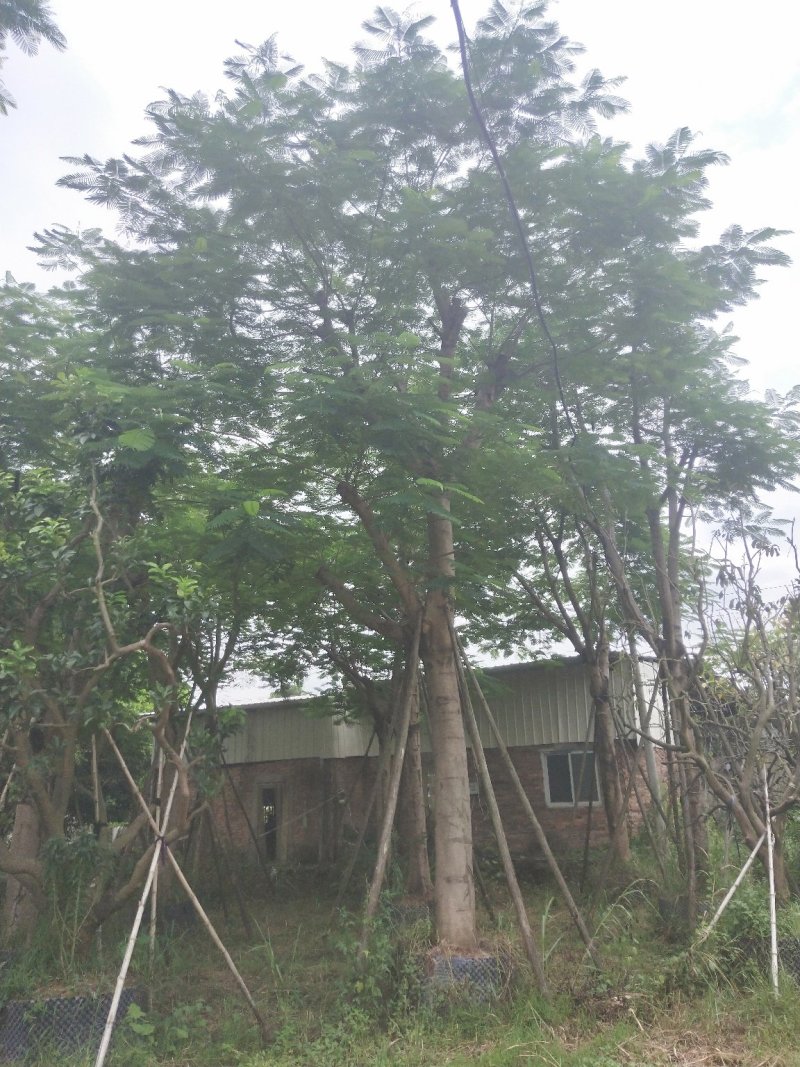凤凰木地苗，精品移植袋苗