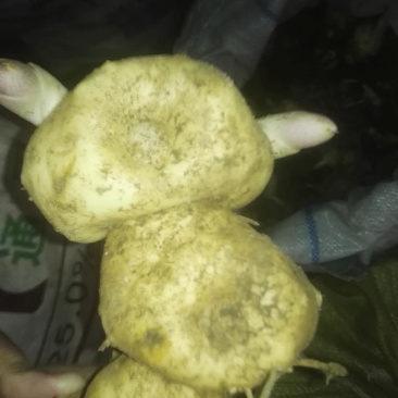 黄精来自于云南普洱一带的大山之中