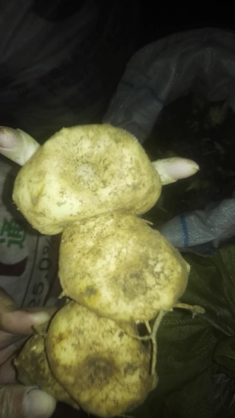 黄精来自于云南普洱一带的大山之中