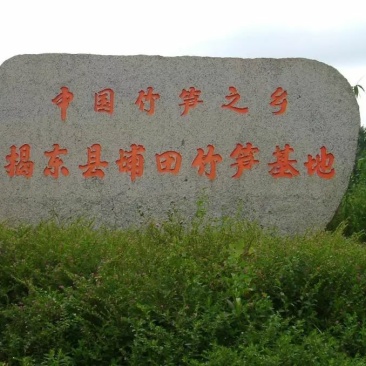 竹笋麻竹笋