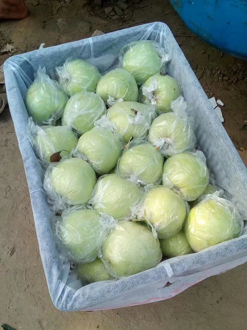 华硕青苹果