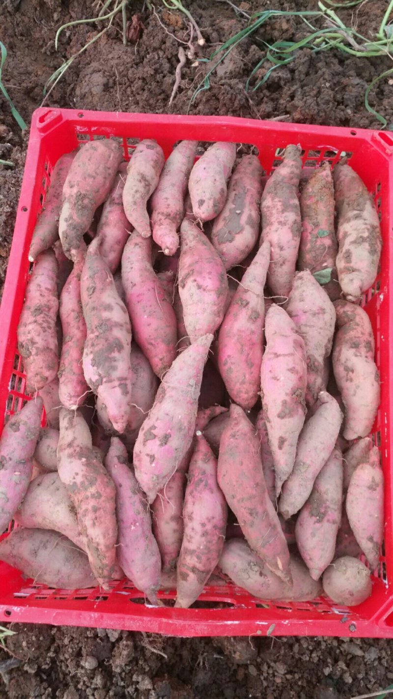 莽山大山里的西瓜红小蜜薯