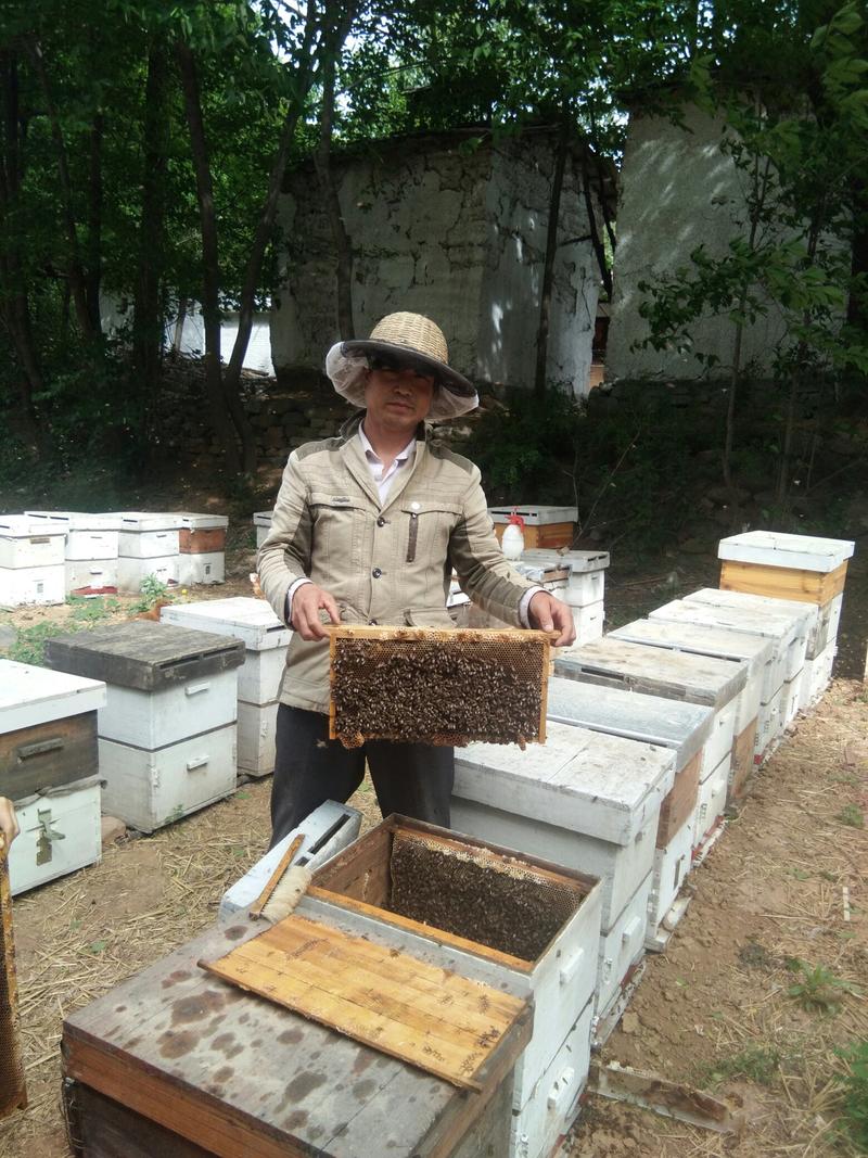 【带木框意蜂老巢脾】诱捕蜜蜂、中蜂取蜜专用带木框老巢脾