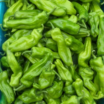 精品泡椒