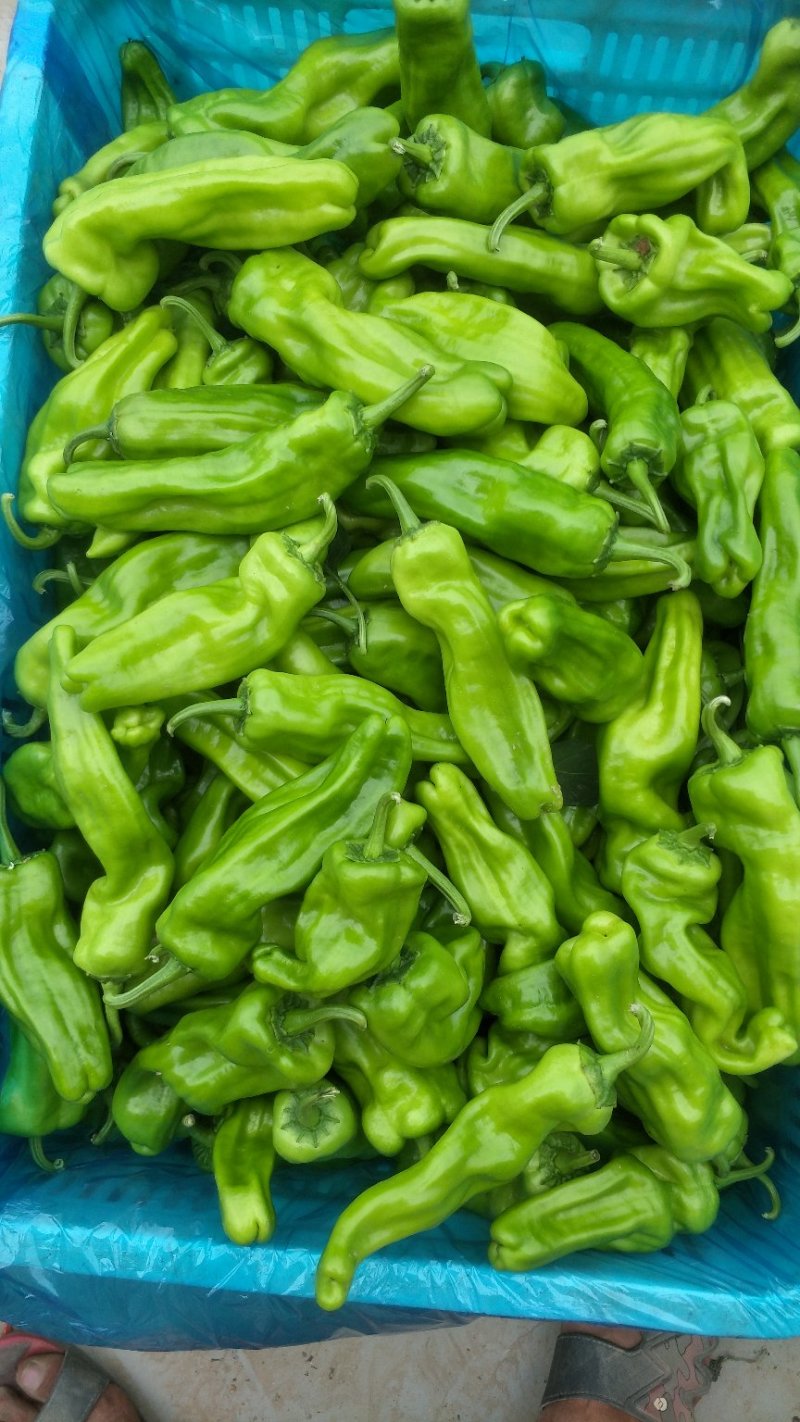精品泡椒