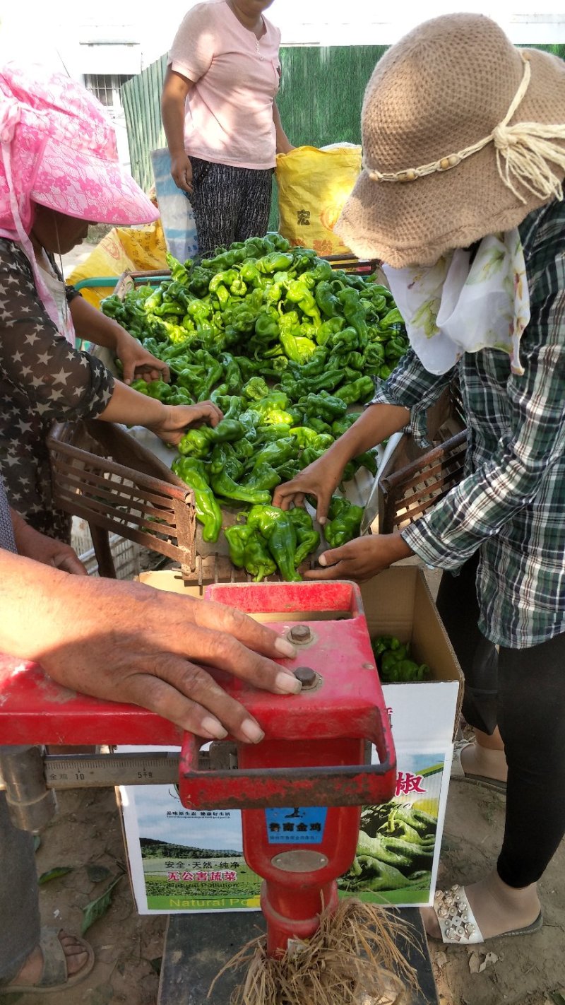精品泡椒