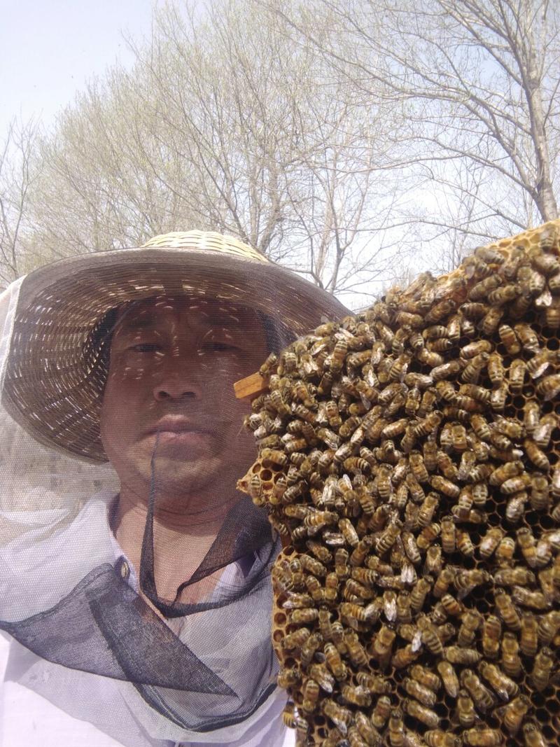【蜂蜡】蜂场直销无添加无药残西方蜜蜂黄蜡蜂蜡蜜盖蜡