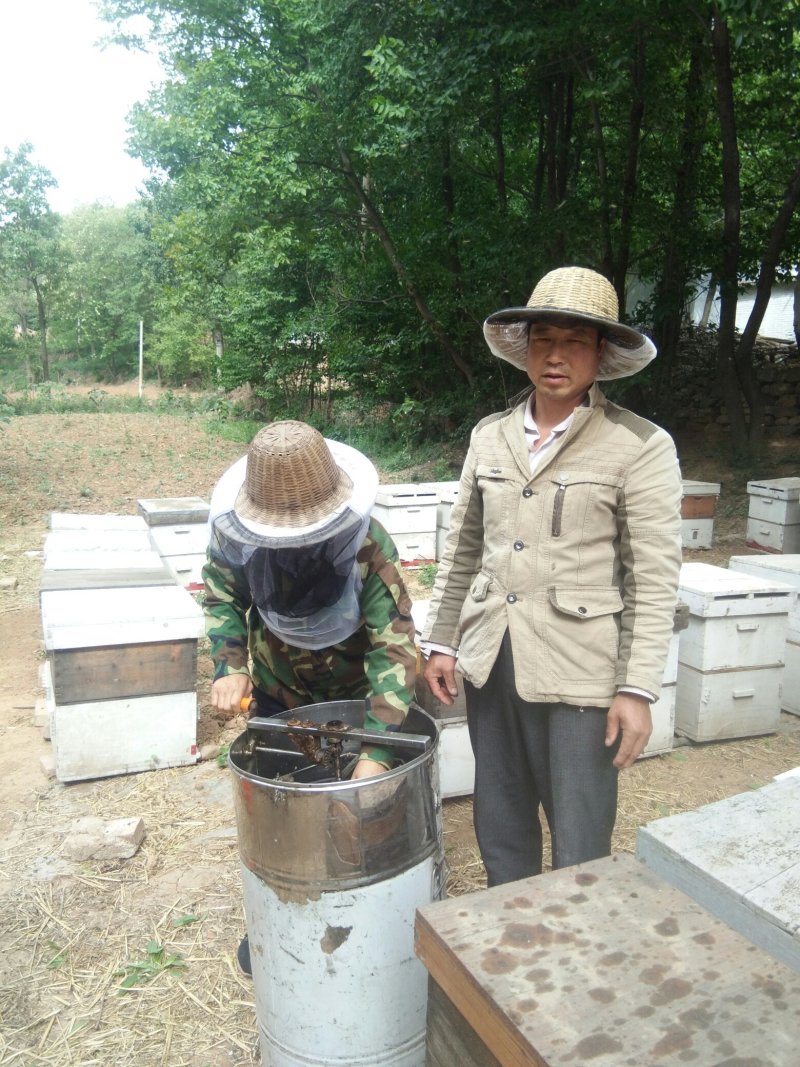 【蜂花粉】蜂场直销原生态无添加茶叶花油菜花蜂花粉