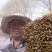 【蜂花粉】蜂场直销原生态无添加茶叶花油菜花蜂花粉