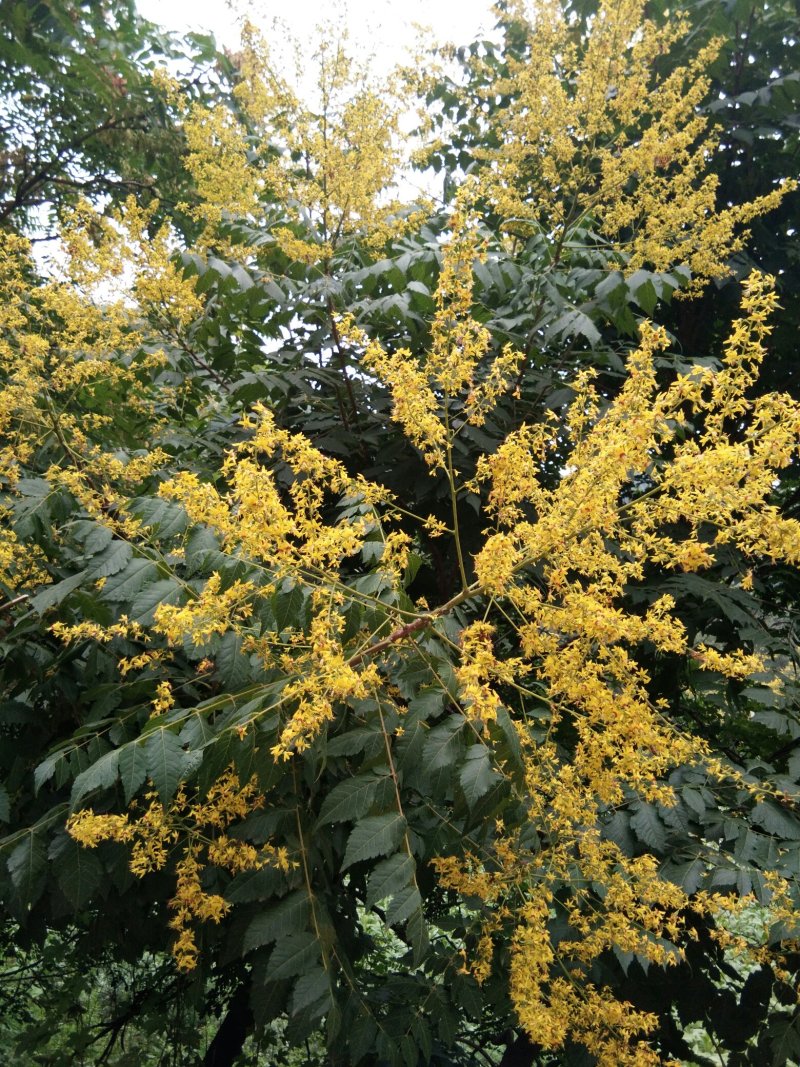 【百花蜜】原生态高浓度***结晶液态望料塑装大桶装二斤起
