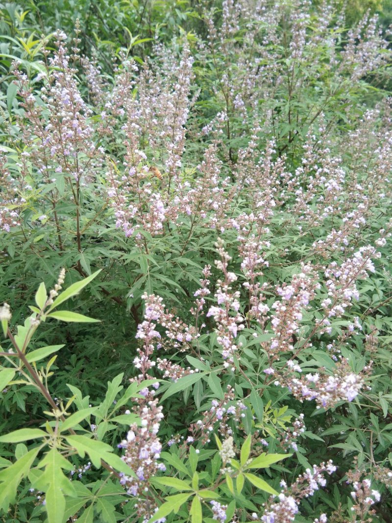 蜂场直销原生态意大利利蜜蜂速冻蜂王浆