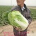 河北定州黄心白菜大量上市