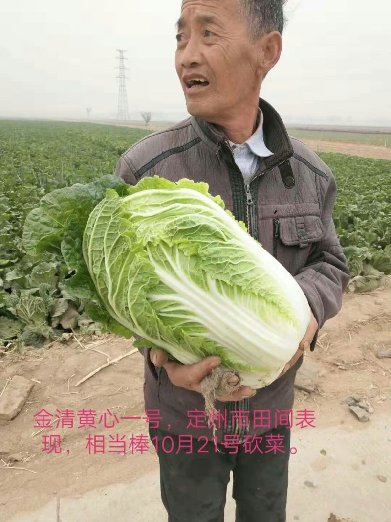 河北定州黄心白菜大量上市