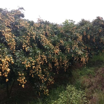 桂林鸡心黄皮果，无籽，圆形土黄皮果，大量上市。