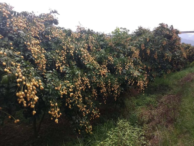 桂林鸡心黄皮果，无籽，圆形土黄皮果，大量上市。