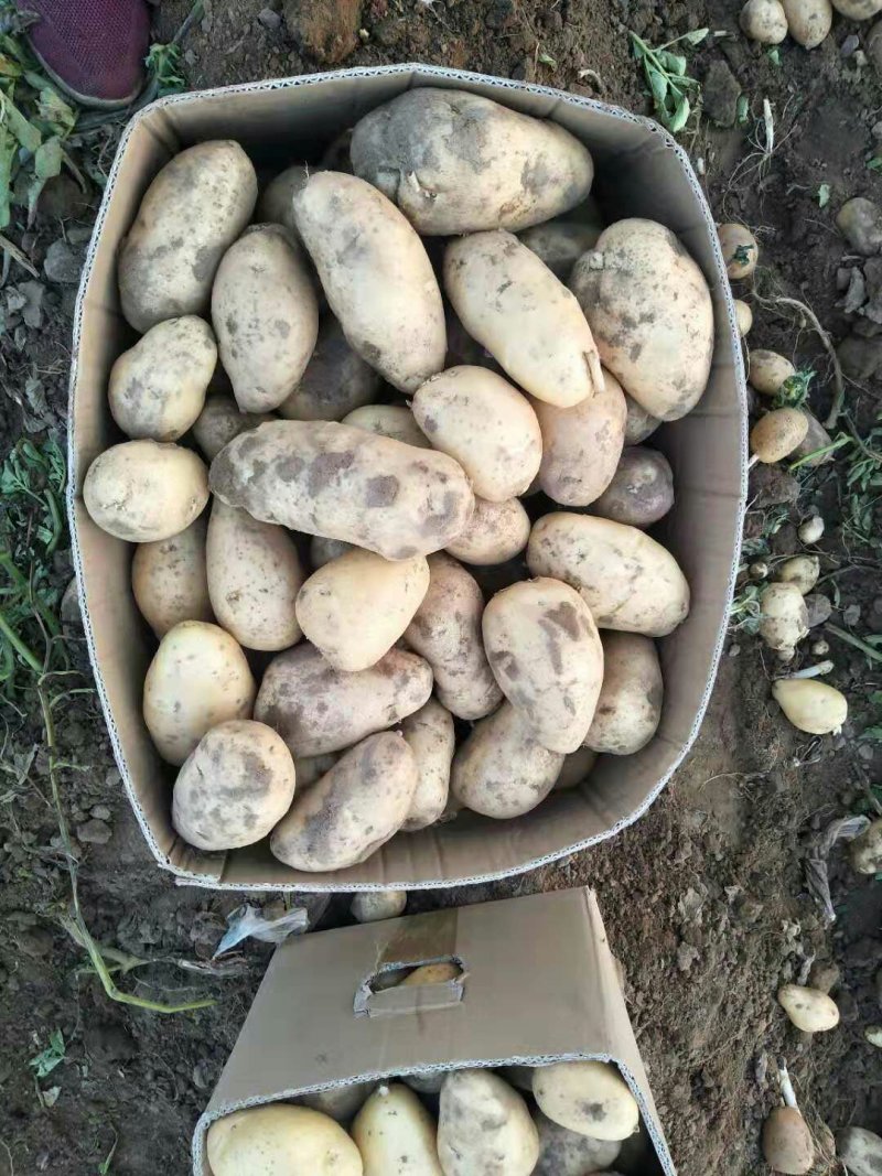 河北定州蔬菜基地土豆大量上市
