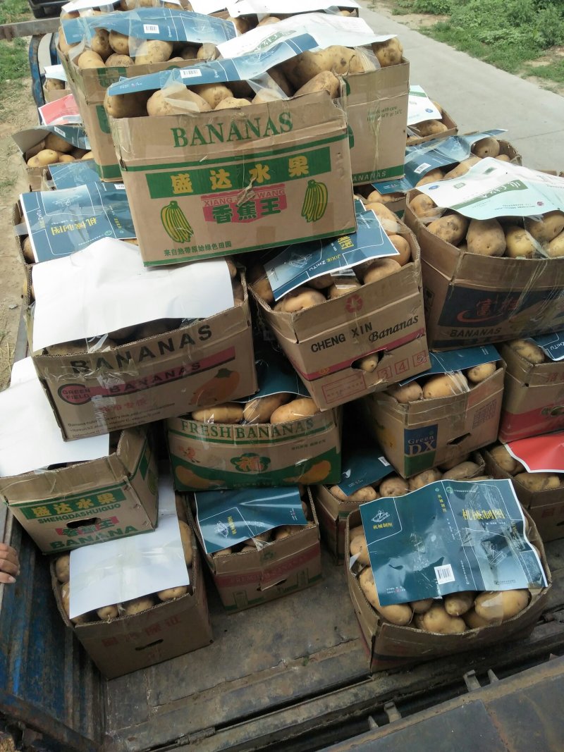 河北定州蔬菜基地土豆大量上市
