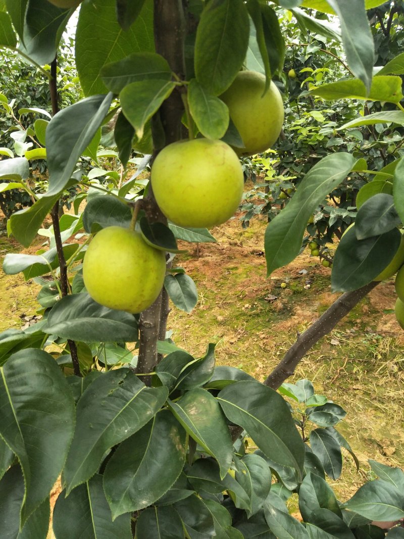 翠冠梨