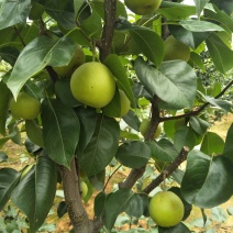 翠冠梨