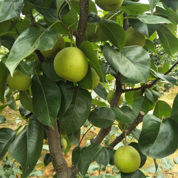 翠冠梨