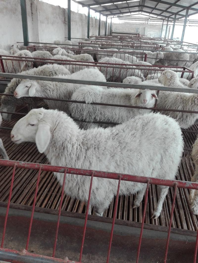 杜泊羊，纯种杜泊羊，怀孕羊，种羊羊羔好饲养，长势快繁殖多