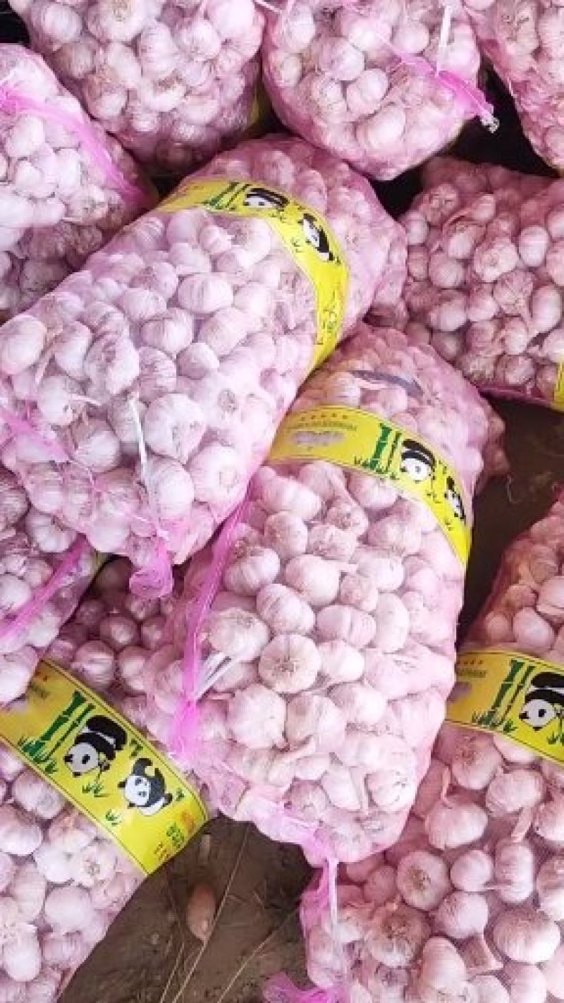 精品干大蒜，紫皮大蒜混级蒜，量大价优发货全国