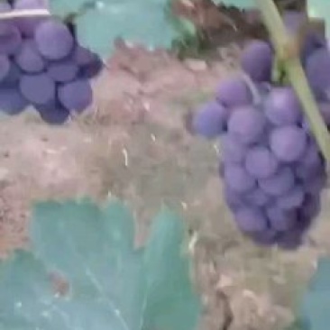惊讶葡萄大量上市，口感好。