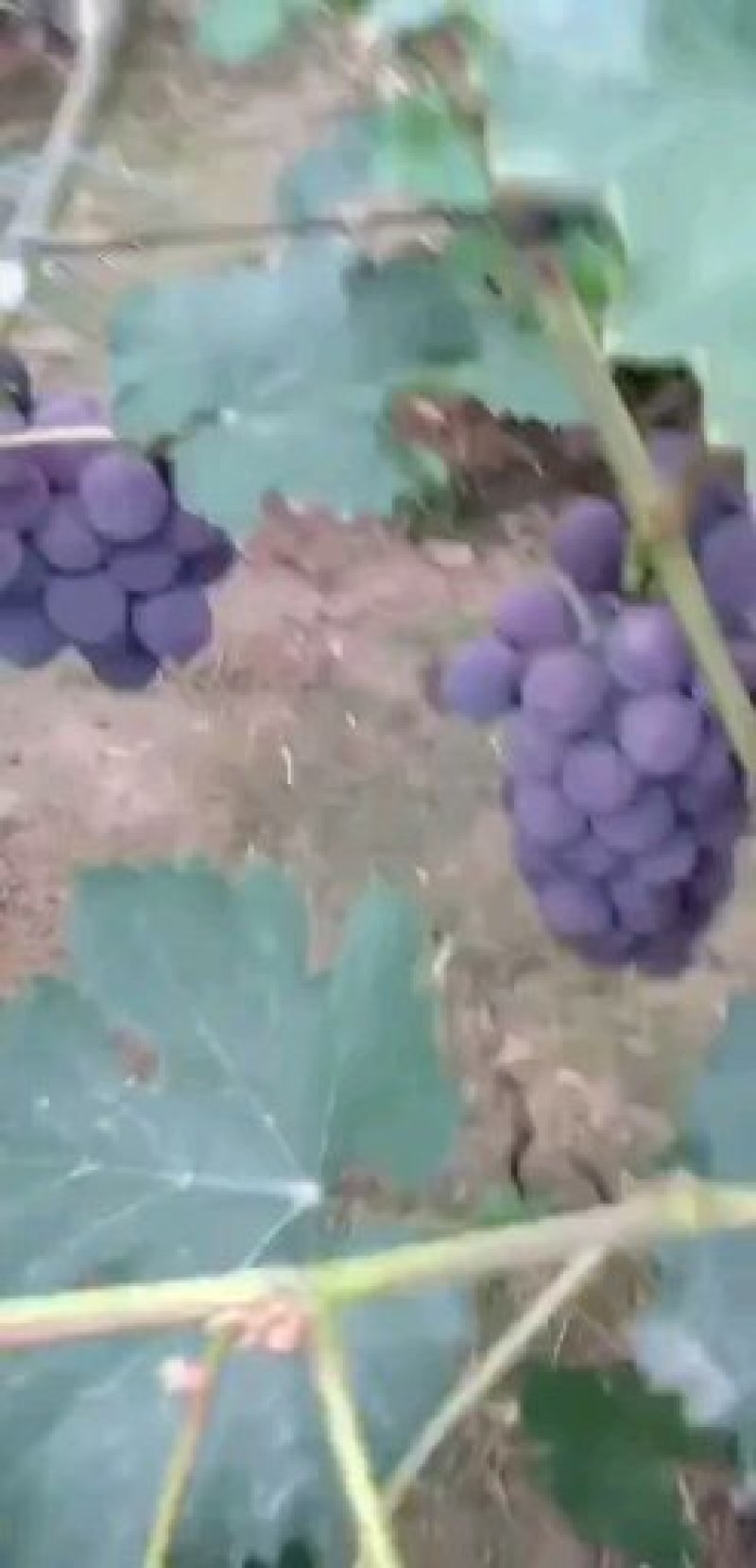惊讶葡萄大量上市，口感好。