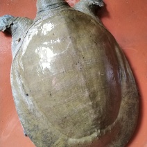黄沙鳖