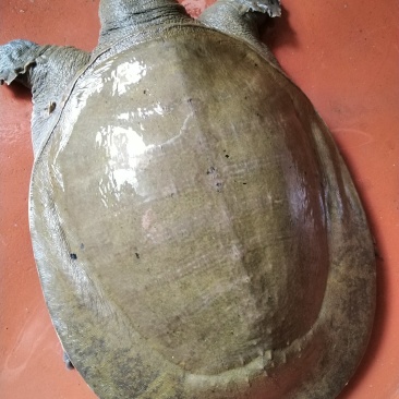 黄沙鳖