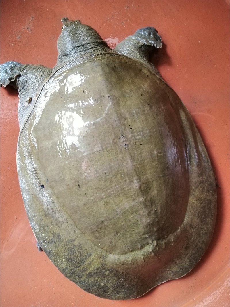 黄沙鳖