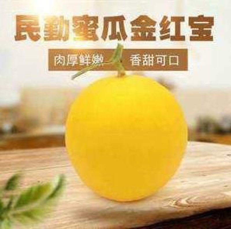 甘肃民勤蜜瓜，专业代办，自产自销，欢迎采购