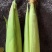 粘玉米大批出售，个头大，品相美丽，口感好，甜糯玉米，货源