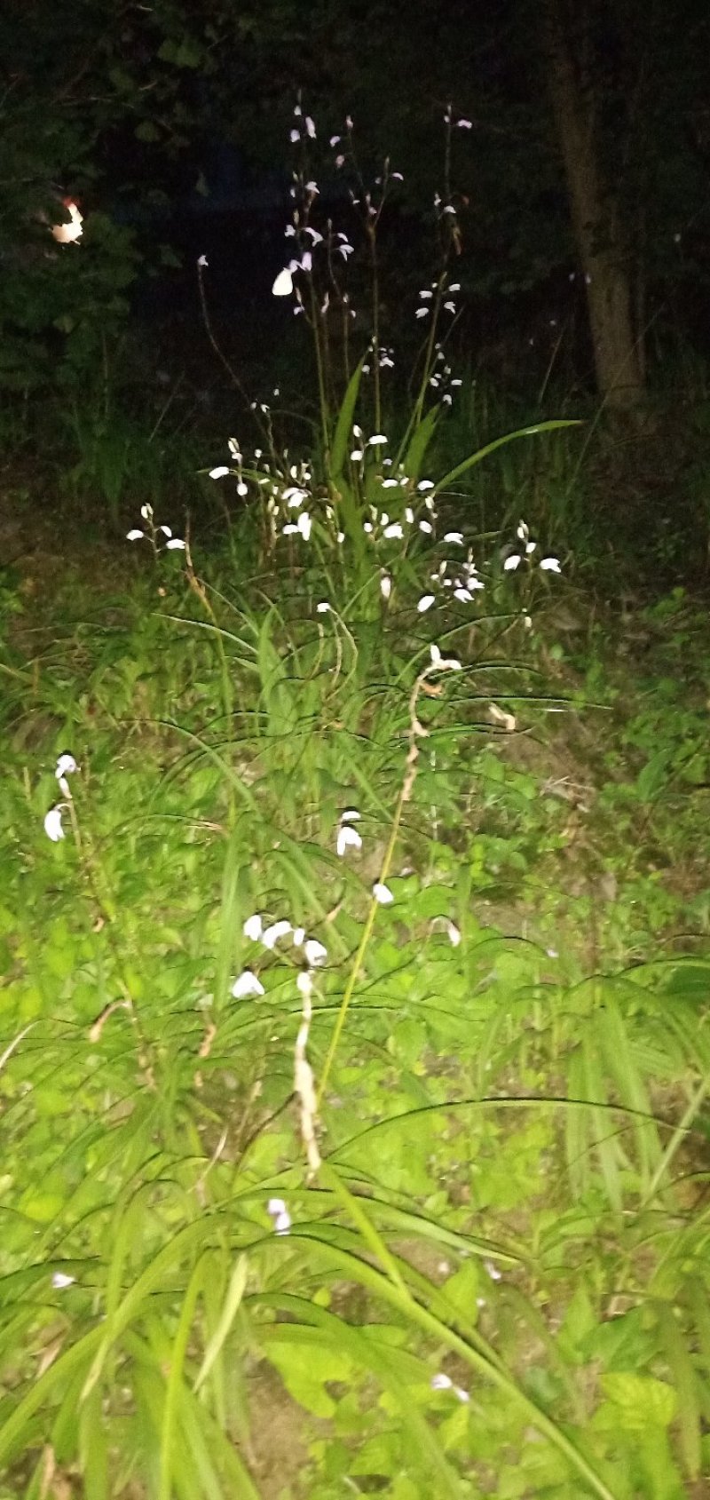 小白芨，价格美丽，货质量杠杠滴，