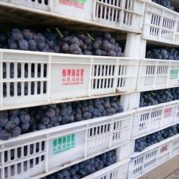 夏黑葡萄