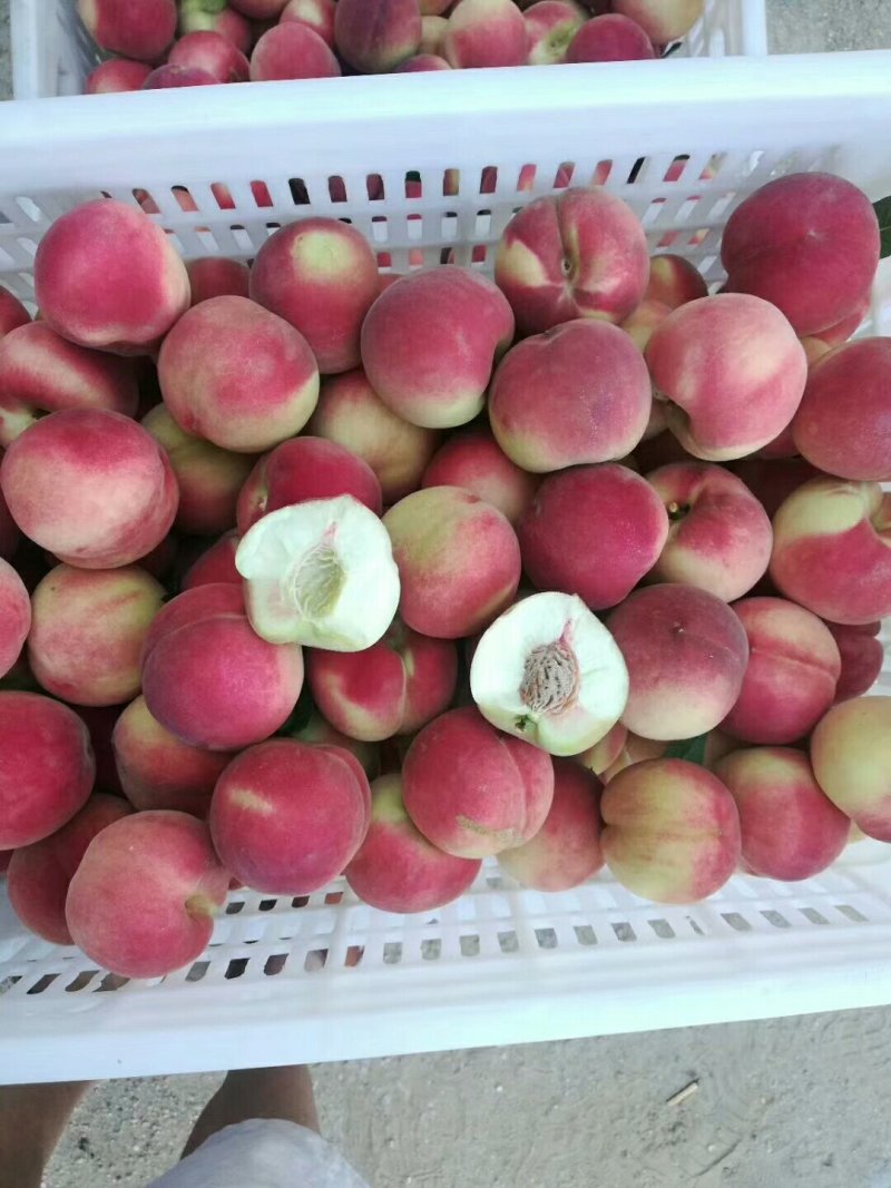 离核毛桃