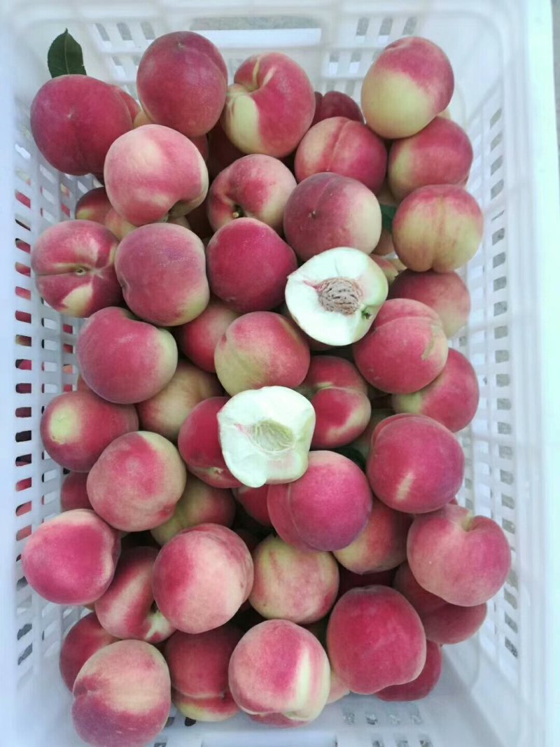 离核毛桃