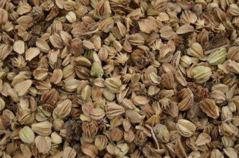 沙参种子新采北沙参籽发芽率高提供种植技术