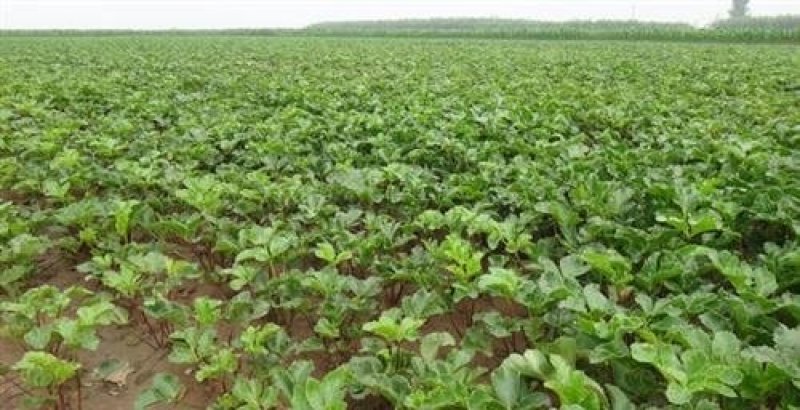 沙参种子新采北沙参籽发芽率高提供种植技术