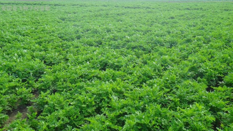 沙参种子新采北沙参籽发芽率高提供种植技术