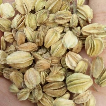 沙参种子新采北沙参籽发芽率高提供种植技术