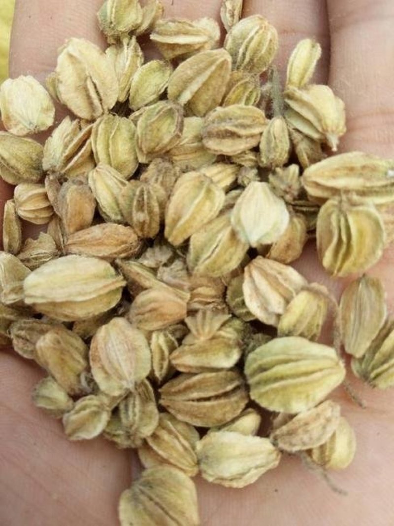 沙参种子新采北沙参籽发芽率高提供种植技术